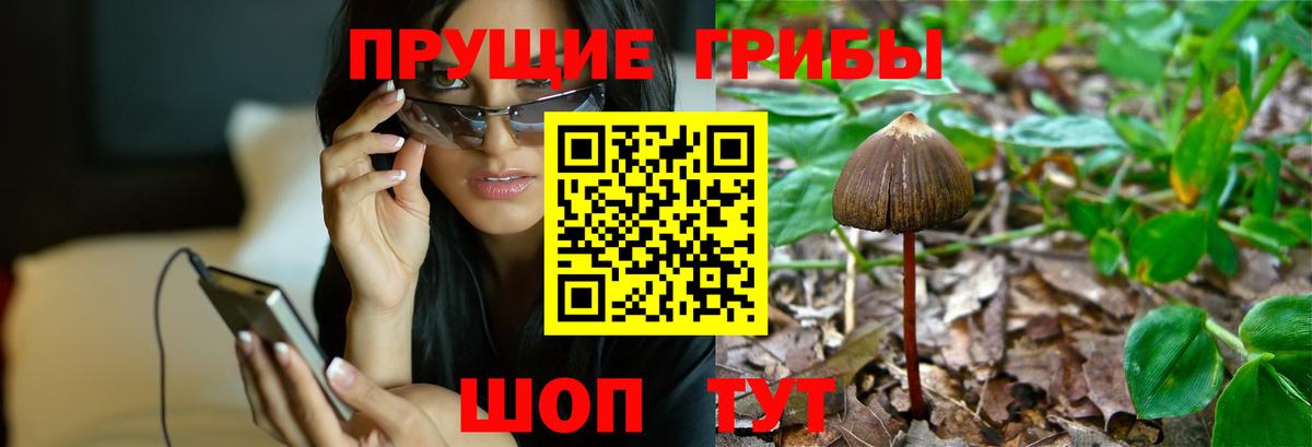 Псилоцибиновые грибы Psilocybine cubensis Карачаевск